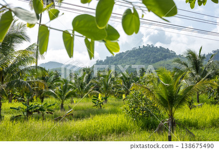 Tropical Landscape with Palm Trees and Green Hills Under Blue Sky Tropical Landscape with Palm Trees and Green Hills Under Blue Sky 138675490