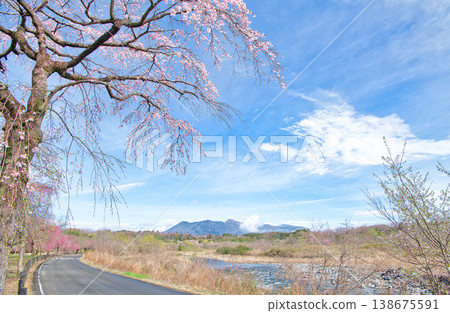 Nasushiobara City, Tochigi Prefecture: The scenery of Nasushiobara, where cherry blossoms are in full bloom as spring arrives, and Mount Nasu. 138675591