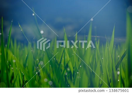 The beautiful grains on the rice stalks shine brightly. The beautiful grains on the rice stalks shine brightly. 138675601