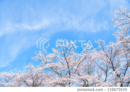 Nasushiobara City, Tochigi Prefecture: Cherry blossoms in full bloom as spring arrives in Nasushiobara. Nasushiobara City, Tochigi Prefecture: Cherry blossoms in full bloom as spring arrives in Nasushiobara. 138675639
