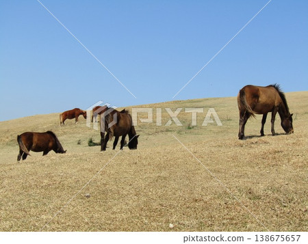 Toi Cape, Kushima City, Miyazaki Prefecture: A beautiful landscape of grasslands inhabited by wild horses. Toi Cape, Kushima City, Miyazaki Prefecture: A beautiful landscape of grasslands inhabited by wild horses. 138675657