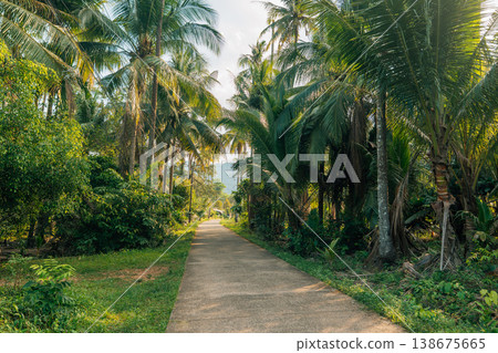 Empty concrete road path through lush tropical coconut palm tree forest 138675665