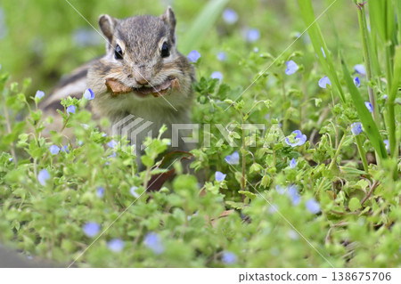 A cute chipmunk gathering fallen leaves amidst the blooming speedwell. A cute chipmunk gathering fallen leaves amidst the blooming speedwell. 138675706