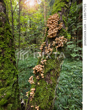 Bright sunlight shines through leaves on a tree covered in green moss and mushrooms in a forest during the afternoon Bright sunlight shines through leaves on a tree covered in green moss and mushrooms in a forest during the afternoon 138675735