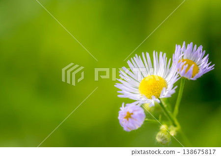Tiny flowers swaying in the early summer breeze Tiny flowers swaying in the early summer breeze 138675817