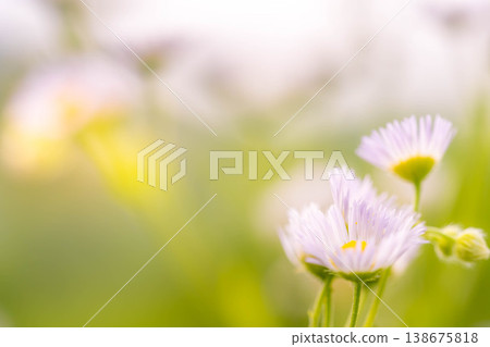 Tiny flowers swaying in the early summer breeze Tiny flowers swaying in the early summer breeze 138675818
