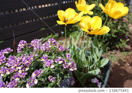 Nemesia and yellow tulips Nemesia and yellow tulips 138675841