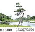 A landscape with pine trees and a pond 138675859