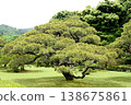 A garden with a large pine tree 138675861