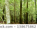A lush, mysterious forest 138675862