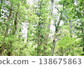 A forest surrounded by greenery 138675863