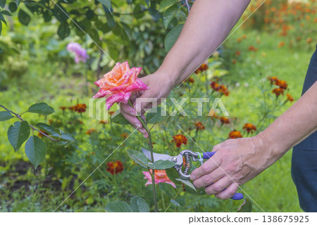 Summer gardening concept. Hands with pruning shears cutting pink rose flowers 138675925