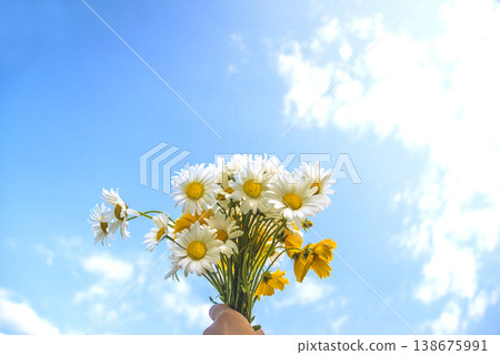 Bouquet of white and yellow daisies (marguerite) flowers in human hand against the blue sky on sunny day Bouquet of white and yellow daisies (marguerite) flowers in human hand against the blue sky on sunny day 138675991