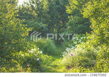 Summer ornamental garden on sunny day Summer ornamental garden on sunny day 138675992