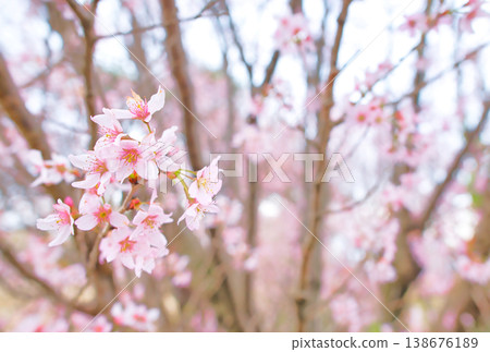 Cherry blossoms in full bloom as spring arrives. 138676189