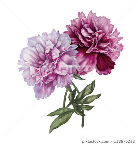 Pink peonies, painted in watercolor, with pastel and rich pink blooms, arranged in an elegant botanical composition. Hand-painted floral illustration for wedding invitation, branding, packaging, decor 138676238