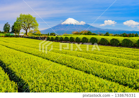 晴朗的日子裡，從富士宮市山本的茶園眺望富士山及其白雪皚皚的山頂，景色壯麗（4 月清晨）。 138676331