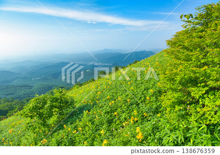 栃木縣日光市霧降高原上的日光萱草盛開 138676359
