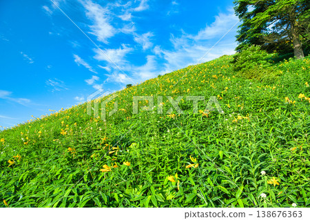 Nikko Daylilies blooming on Kirifuri Plateau in Nikko City, Tochigi Prefecture Nikko Daylilies blooming on Kirifuri Plateau in Nikko City, Tochigi Prefecture 138676363