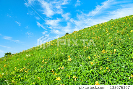 Nikko Daylilies blooming on Kirifuri Plateau in Nikko City, Tochigi Prefecture Nikko Daylilies blooming on Kirifuri Plateau in Nikko City, Tochigi Prefecture 138676367