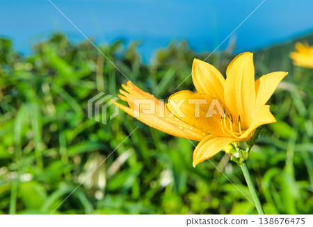 Nikko Daylilies blooming on Kirifuri Plateau in Nikko City, Tochigi Prefecture Nikko Daylilies blooming on Kirifuri Plateau in Nikko City, Tochigi Prefecture 138676475