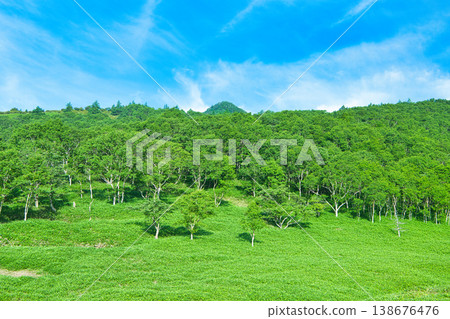 Forest scenery of Kirifuri Plateau, Nikko City, Tochigi Prefecture Forest scenery of Kirifuri Plateau, Nikko City, Tochigi Prefecture 138676476