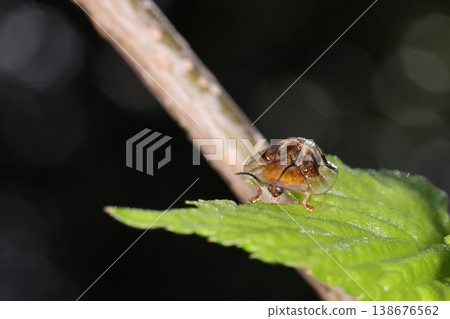 Living creatures, insects, the striped tortoise beetle, looks like dirt stuck to a leaf when it's still. Can you tell it's an insect when it starts moving? Living creatures, insects, the striped tortoise beetle, looks like dirt stuck to a leaf when it's still. Can you tell it's an insect when it starts moving? 138676562