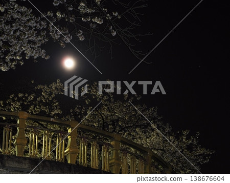 Viewing the pink moon from the Yamazaki River amidst the cherry blossoms in full bloom at night. 138676604