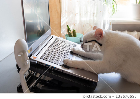 A smart and funny white cat with glasses put its paws on the laptop keyboard A smart and funny white cat with glasses put its paws on the laptop keyboard 138676655