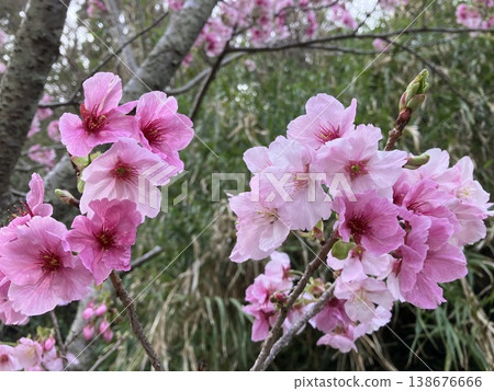 Cherry blossoms blooming in the spring sunshine 138676666