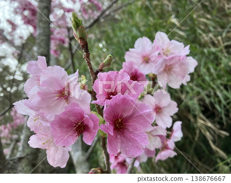 Cherry blossoms blooming in the spring sunshine Cherry blossoms blooming in the spring sunshine 138676667