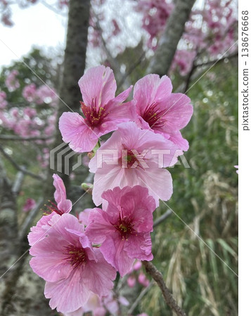 Cherry blossoms blooming in the spring sunshine Cherry blossoms blooming in the spring sunshine 138676668