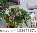 A planter with fuchsia flowers hangs above the entrance. 138676671