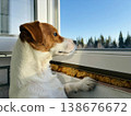 Jack Russell looks outside through the open window and watches carefully. 138676672