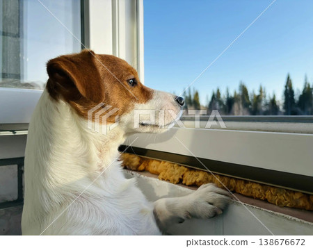 Jack Russell looks outside through the open window and watches carefully. Jack Russell looks outside through the open window and watches carefully. 138676672