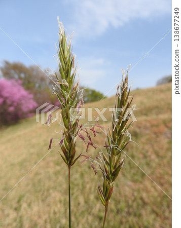 Flowers of the perennial grass "Harugaya" Flowers of the perennial grass "Harugaya" 138677249