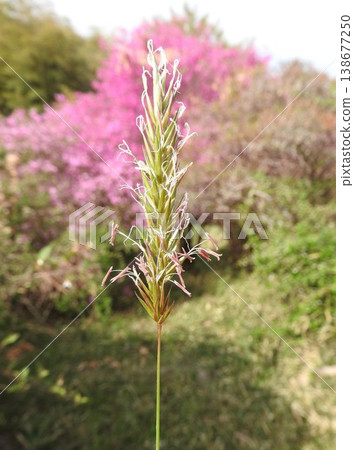 多年生草本植物「春谷」的花 多年生草本植物「春谷」的花 138677250