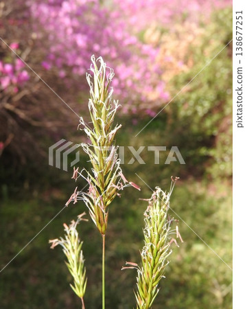 多年生草本植物「春谷」的花 多年生草本植物「春谷」的花 138677251