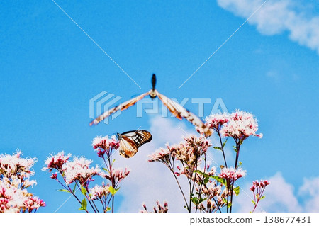A chestnut butterfly dancing in the blue sky A chestnut butterfly dancing in the blue sky 138677431