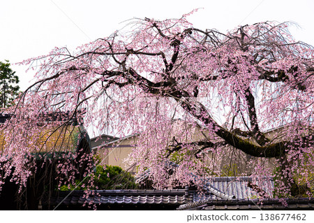 京都有棲川宮故居的垂枝櫻花樹 138677462