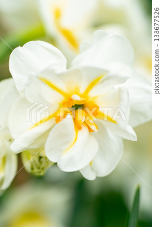White daffodil flowers White daffodil flowers 138677526
