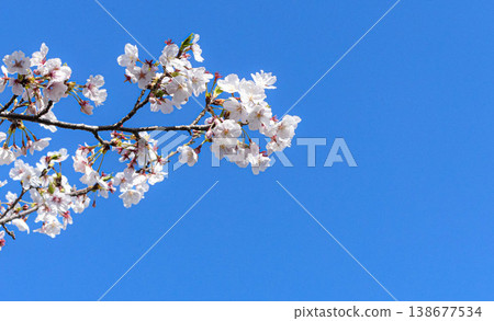 春光明媚,天空湛藍,櫻花盛開,景色宜人。 春光明媚,天空湛藍,櫻花盛開,景色宜人。 138677534