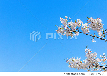春光明媚,天空湛藍,櫻花盛開,景色宜人。 春光明媚,天空湛藍,櫻花盛開,景色宜人。 138677535