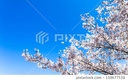 A refreshing spring scene with a clear blue sky and cherry blossoms in full bloom. A refreshing spring scene with a clear blue sky and cherry blossoms in full bloom. 138677538