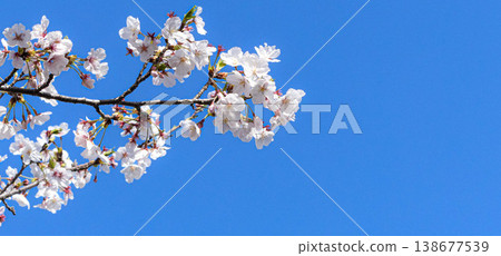 春光明媚,天空湛藍,櫻花盛開,景色宜人。 春光明媚,天空湛藍,櫻花盛開,景色宜人。 138677539