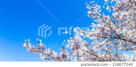 A refreshing spring scene with a clear blue sky and cherry blossoms in full bloom. 138677540