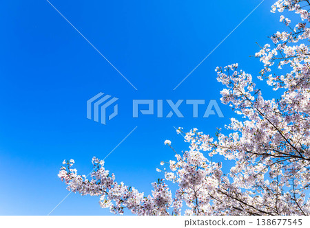 A refreshing spring scene with a clear blue sky and cherry blossoms in full bloom. A refreshing spring scene with a clear blue sky and cherry blossoms in full bloom. 138677545