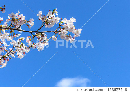 春光明媚,天空湛藍,櫻花盛開,景色宜人。 春光明媚,天空湛藍,櫻花盛開,景色宜人。 138677548
