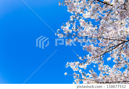 A refreshing spring scene with a clear blue sky and cherry blossoms in full bloom. A refreshing spring scene with a clear blue sky and cherry blossoms in full bloom. 138677552