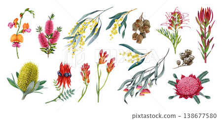 Australian native flora watercolor set with banksia, golden wattle, waratah, desert pea and eucalyptus branches, isolated on white. Hand drawn botanical elements for decor, branding, packaging design Australian native flora watercolor set with banksia, golden wattle, waratah, desert pea and eucalyptus branches, isolated on white. Hand drawn botanical elements for decor, branding, packaging design 138677580